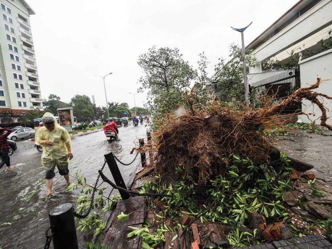 Một cây lớn bị bật gốc tại phố Đào Tấn - Ảnh: NGUYỄN KHÁNH