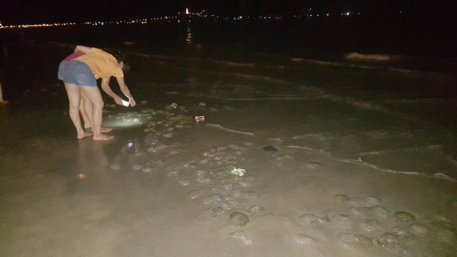 Sứa biển liên tục dạt vào các bãi tắm Đà Nẵng- Ảnh: TRƯỜNG TRUNG