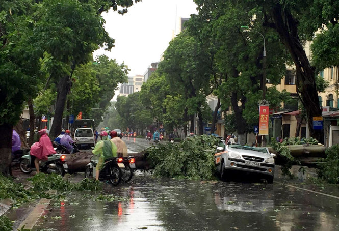 Cây ngã đè xe hơi