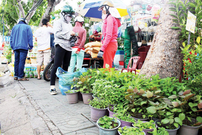 Các chậu rau giống ươm sẵn gần đây được người dân đô thị ưa chuộngẢnh: Công Trung
