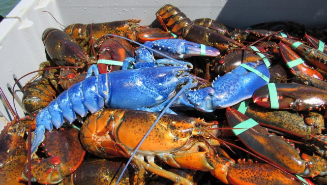 Hình ảnh con tôm hùm xanh do ngư dân Wayne Nickerson bắt được - Ảnh: RT/FB