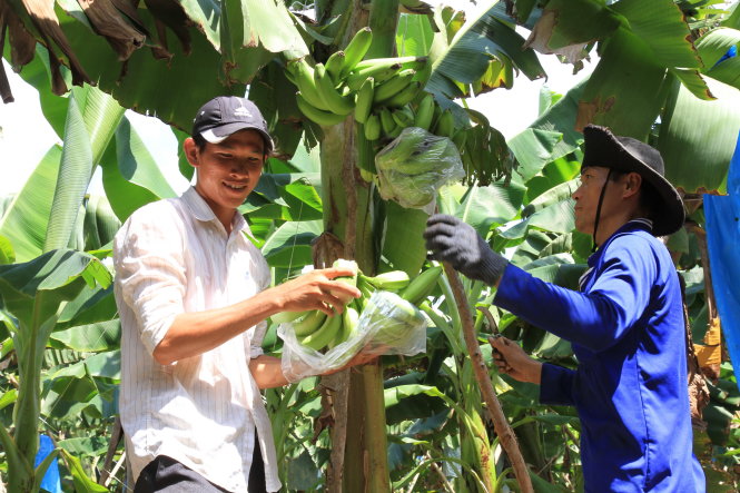 Anh Đinh Công Trứ hướng dẫn công nhân thu hoạch chuối ở trang trại của Út Huy - Ảnh: V.TR.