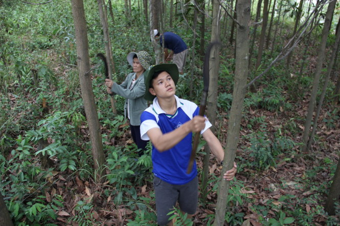 Thời gian rảnh, anh em Đạt, Thịnh cùng mẹ lên rừng tỉa keo để có thêm thu nhập - Ảnh: TR.TRUNG