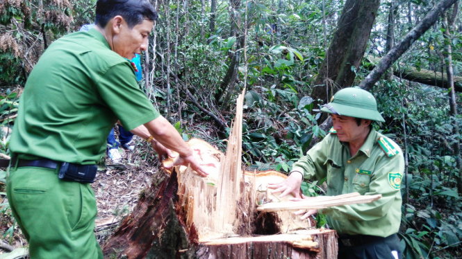 Rừng pơ mu bị tàn phá nghiêm trọng - Ảnh: LÊ TRUNG