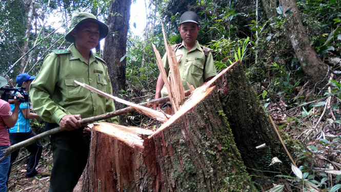 Rừng pơ mu bị tàn phá - Ảnh: LÊ TRUNG