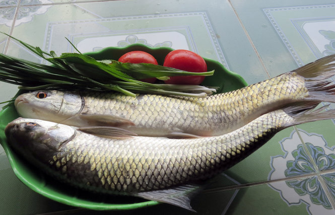 Cá trôi vừa được đánh bắt