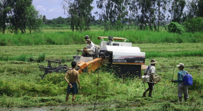 Nông dân huyện Châu Thành (tỉnh Kiên Giang) thu hoạch lúa hè thu - Ảnh: K.NAM