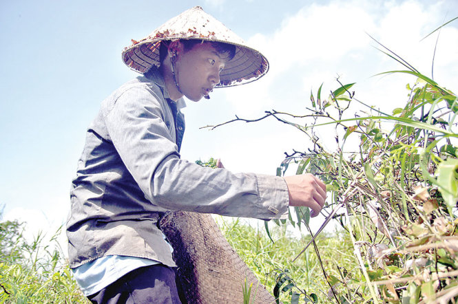 Phan Khánh Linh tranh thủ ngày thứ bảy đi hái đọt choại kiếm tiền lo việc học - Ảnh: M.TRƯỜNG