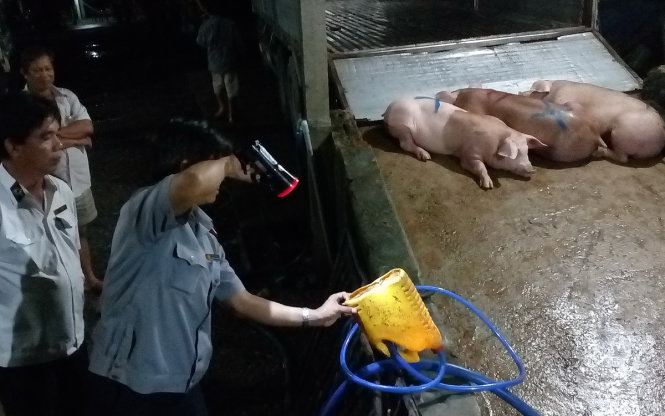 Các con heo đã được bơm thức ăn vào trước khi đem đi giết mổ - Ảnh: PHI LONG