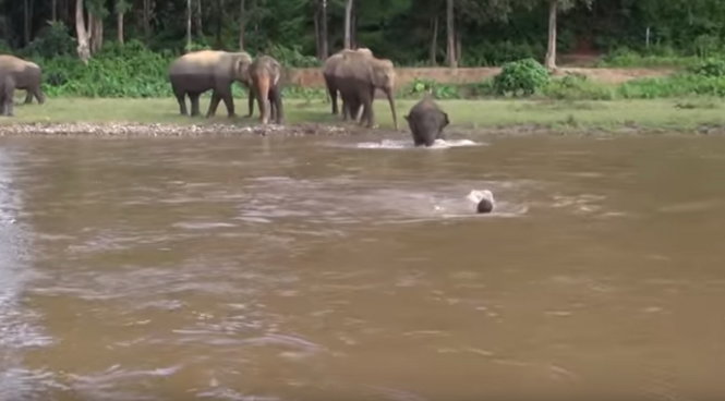 Voi Kham Lha lao ra khi thấy Darrick 