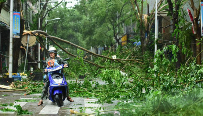 Cây xanh gãy đổ tại đảo Hải Nam - Ảnh: Tân Hoa Xã