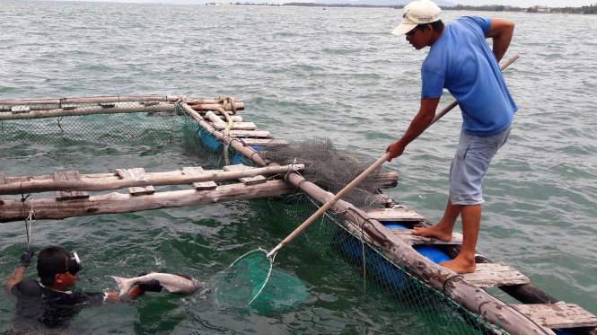 Cá bớp chết hàng loạt trong các ngày 21, 22-6 tại Kê Gà - Ảnh: NG.NAM