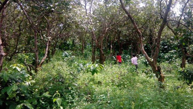 Nhiều diện tích đất của người dân xã Đắk Ngo đang có tranh chấp chưa thể giải quyết xong. Trong ảnh: Nhà và vườn rẫy của người dân bon Phi La Te, xã Đắk Ngo, huyện Tuy Đức, Đắk Nông - Ảnh: B.D.