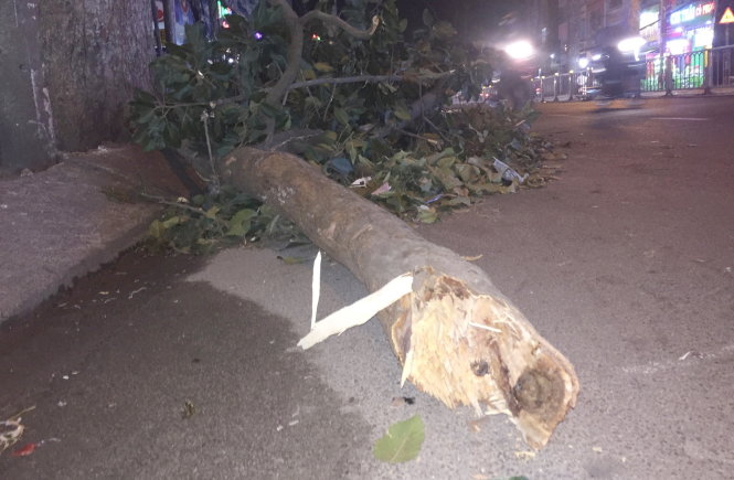 Nhánh cây rơi khiến người đi đường bị gãy xương đòn  - Ảnh: Ngọc Khải 