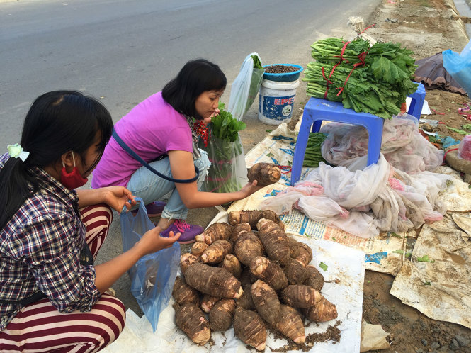 Khoai sọ Mán Mộc Châu