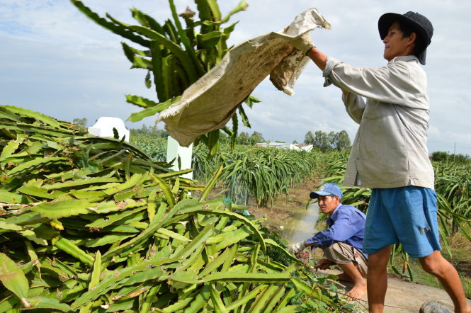 Nông dân xã Long Trì, Châu Thành, Long An phải bỏ hàng ngàn dây thanh long do bị bệnh đốm trắng. Ảnh: Ngọc Tài