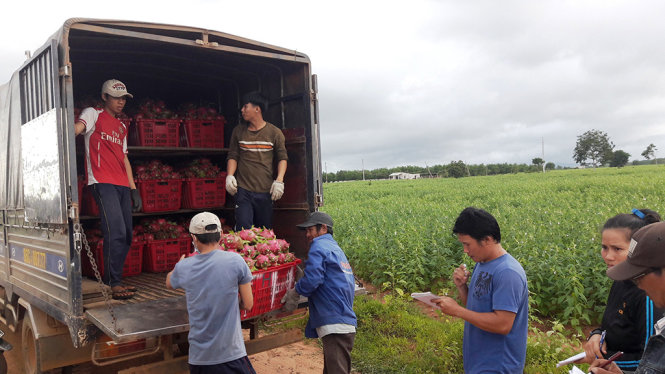 Thương lái thu mua trái thanh long tại huyện Hàm Thuận Nam, Bình Thuận để đưa đi xuất khẩu sang Trung Quốc theo đường biên mậu. Tỉnh Bình Thuận hiện là địa phương có sản lượng trái thanh long lớn nhất thế giới - Ảnh: NG.NAM
