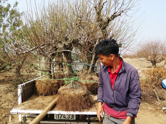 Đào thế Nhật Tân, Hà Nội đã bắt đầu được vận chuyển từ nhà vườn tới các điểm tập kết để mời chào khách hàng. Ảnh: Quang Thế