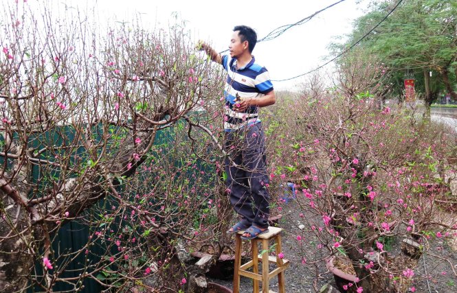 Đào thế các loại tại vườn đào Triển Chiêu - Ảnh: Quang Thế