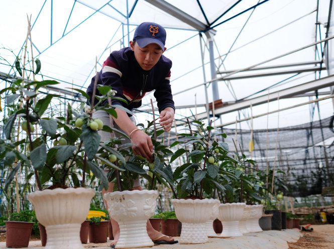 Dưa pepino tại Đà Lạt được đưa vào chậu sứ -Ảnh: M.VINH