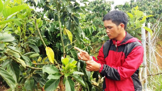 Nghi can Phạm Quang Cường bên cây bơ đã bị cắt chồi trong vườn nhà ông Chính - Ảnh: Đ. HUY