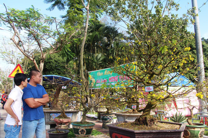 Hoàng mai Huế thu hút dân chơi hoa dù giá rất cao - Ảnh: MINH AN