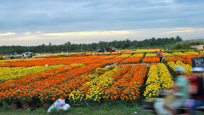Năm nay, hoa Cái Mơn tung ra thị trường khoảng 9 triệu sản phẩm hoa, giảm khoảng 3 triệu sản phẩm so với năm trước nhưng giá bán tăng nên nhà vườn rất phấn khởi - Ảnh: MẬU TRƯỜNG