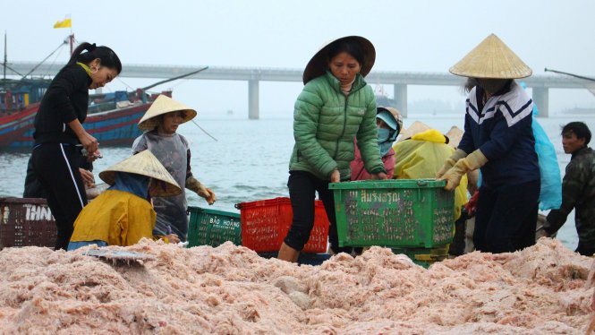 Ra khơi đầu năm trúng đậm mùa ruốc. Giá bán từ 20.000 - 25.000 đồng/kg - Ảnh: Hà Thanh