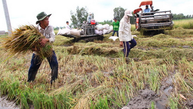 Ruộng của ông Trịnh Tấn Sĩ (huyện Vị Thủy, Hậu Giang) bị mưa làm ngập nhiều ngày, phải cắt lúa bằng tay -
Ảnh: Chí Quốc