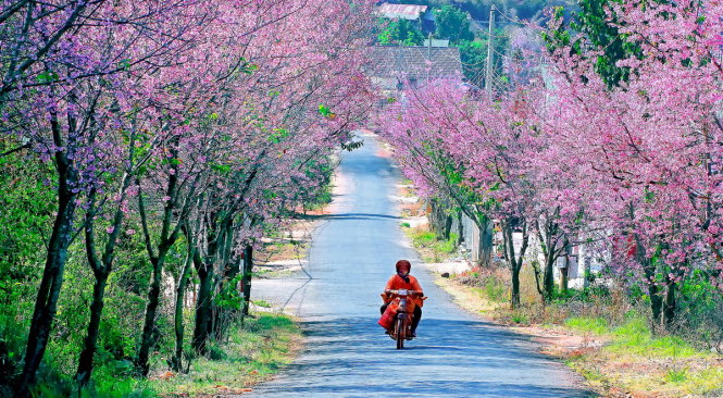 Không gian hoa mai anh đào đẹp mắt cách đây một năm tại khu vực Trại Mát (Đà Lạt) - Ảnh: LẠI THẾ ANH