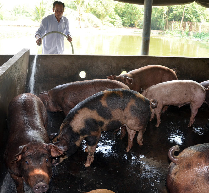 Ông Huỳnh Văn Bảy vẫn đang sốt ruột chờ người mua trong khi đàn heo thịt của ông ngày càng “quá lứa” - Ảnh: SƠN LÂM