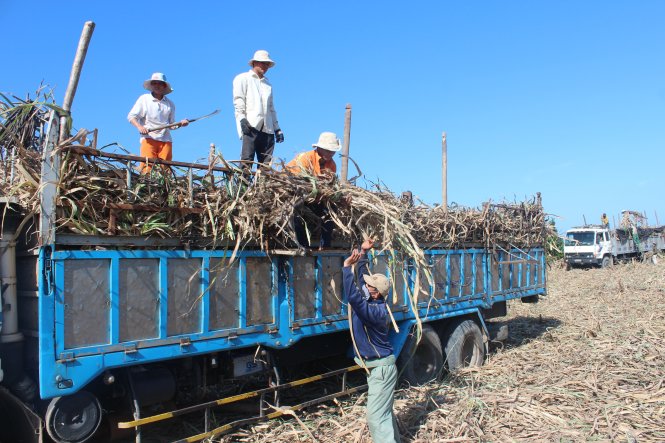 Đến thời điểm này, chỉ một số ít diện tích mía tại khu vực miền Trung được thu hoạch do thời tiết thất thường, mưa lũ kéo dài trước đó - Ảnh: Nguyễn Đình Lâm