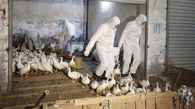 Các nhà chức trách y tế tiêu hủy vịt tại tỉnh Chiết Giang - Ảnh: Reuters