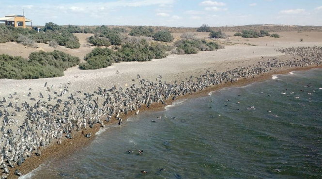 Bầy chim cánh cụt tập trung bên bờ biển Argentina - Ảnh: RT/Instagram