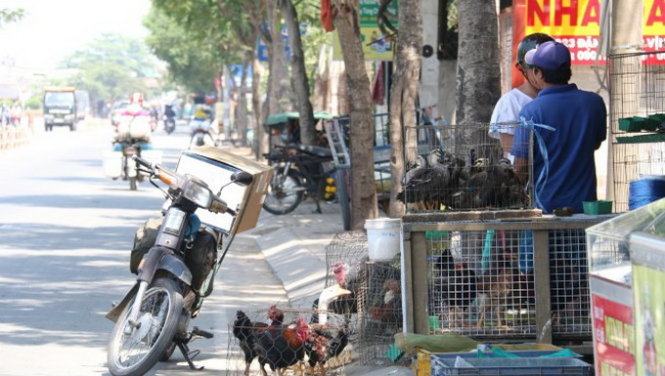 Một điểm buôn bán gia cầm sống trên đường Đặng Thúc Vịnh (H.Hóc Môn, TP.HCM) - Ảnh: TIẾN LONG