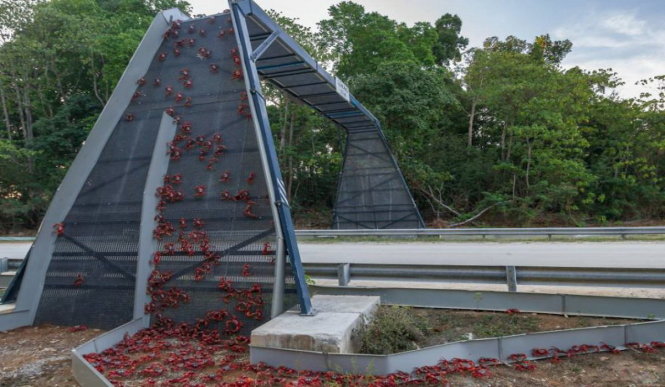 Cầu vượt dành cho cua trên đảo Giáng sinh thuộc Úc