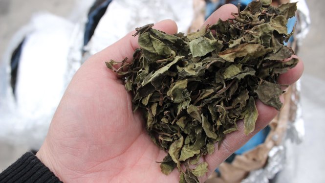 Các lô hàng vừa được cơ quan chức năng bắt giữ nghi là lá Khát, dùng để sản xuất ma túy đá - Ảnh do Tổng cục Hải quan cung cấp