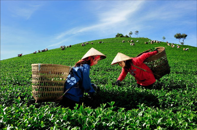 Thu hoạch trà - Ảnh của Nguyễn Văn Thương (Bảo Lộc)