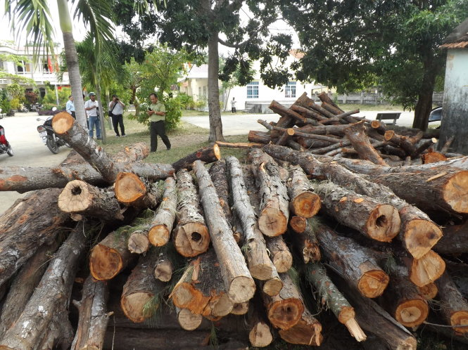 Gỗ phi lao được đưa về trụ sở UBND xã Hòa Hiệp Bắc, huyện Đông Hòa (Phú Yên) chờ xử lý - Ảnh: Kim Thủy