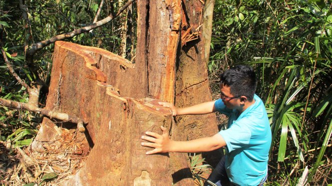 Nhiều cây gỗ lớn ở rừng phòng hộ Bắc Trà My bị đốn hạ - Ảnh: C.Mạnh