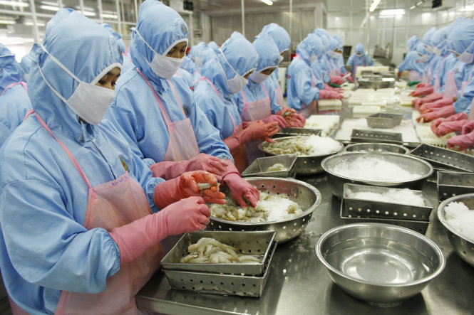 Chế biến tôm xuất khẩu tại một doanh nghiệp thủy sản ở Sóc Trăng - Ảnh: Chí Quốc