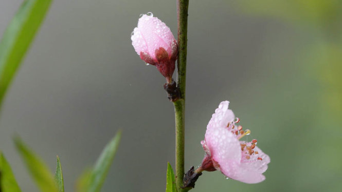 Hoa đào Tây Bắc - Ảnh: T.T.D.