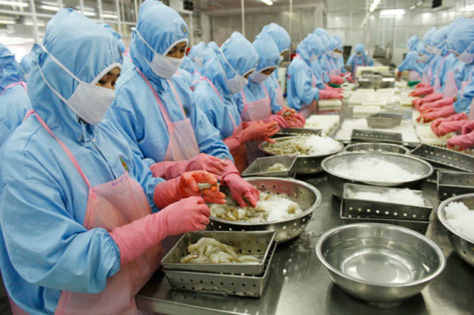 Kim ngạch thương mại hai chiều Việt – Mỹ đạt 52,3 tỷ USD trong năm 2016, đưa Việt Nam trở thành đối tác thương mại hàng hoá lớn thứ 16 của Mỹ. Trong ảnh, chế biến tôm xuất khẩu tại một doanh nghiệp thủy sản ở Sóc Trăng - Ảnh: tư liệu Tuổi Trẻ