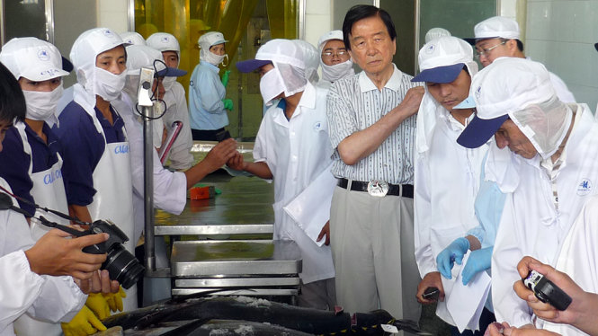 Ông Kato theo dõi việc sơ chế cá ngừ do ngư dân Bình Định đánh bắt để xuất khẩu sang Nhật - Ảnh: TIẾN SỸ