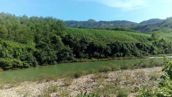 Rừng phòng hộ tiểu khu 775, thuộc thôn Thượng Lâm, xã Cam Thành, huyện Cam Lộ, nơi có nhiều diện tích rừng bị mất - Ảnh; Xuân Dũng