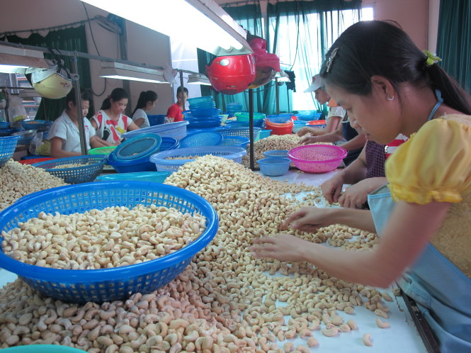 Tại một cơ sở chế biến nông sản ở VN. Ảnh: T.M