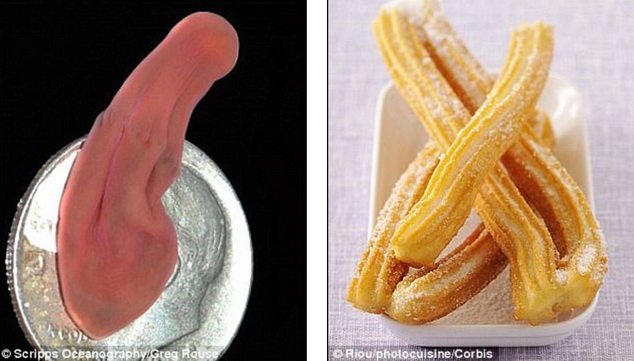 Sâu biển Xenoturbella churro, tìm thấy dưới biển sâu 3.658m. Bề ngoài nó giống cái bánh churro, có thể là một trong những tổ tiên sớm nhất của chúng ta.
