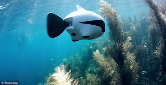 Thiết bị chụp ảnh dưới nước - Ảnh: Robosea