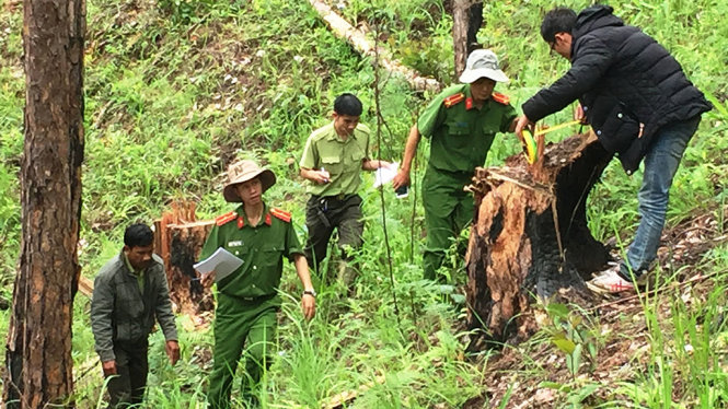 Lực lượng chức năng đang kiểm tra hiện trường 1 cây thông bị chặt hạ - Ảnh: K.NGUYÊN