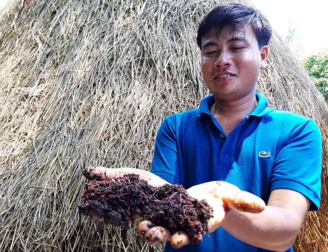 Sản phẩm giun quế thịt ở trang trải của Trúc không đủ cung cấp thị trường ở Quảng Nam. Ảnh: LÊ TRUNG